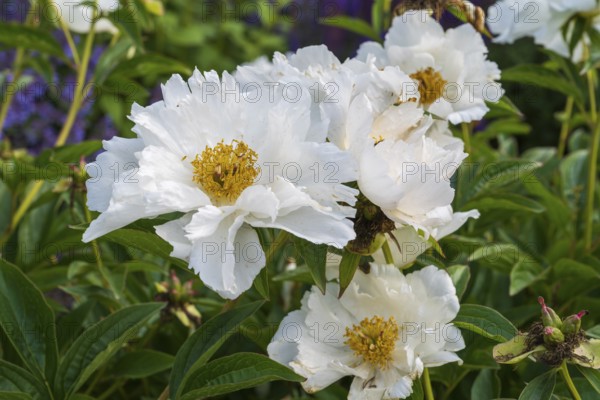 White peonies (Paeonia) in bloom, close-up, North Rhine-Westphalia, Germany