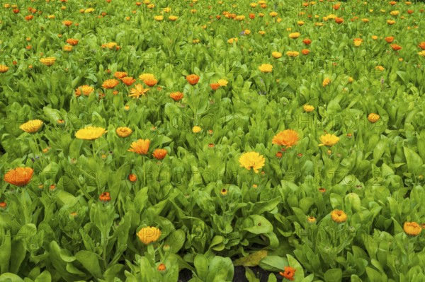 Field with marigolds (Calendula officinalis), North Rhine-Westphalia, Germany
