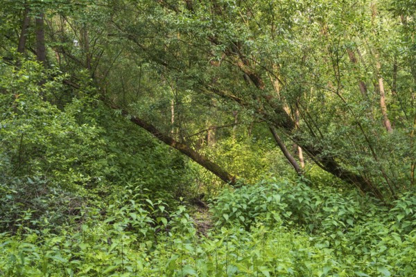Trees and plants in the Erlenbruchwald nature reserve, Rheda-Wiedenbrück, Westphalia, North Rhine-Westphalia, Germany