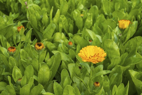 Field with marigolds (Calendula officinalis), North Rhine-Westphalia, Germany