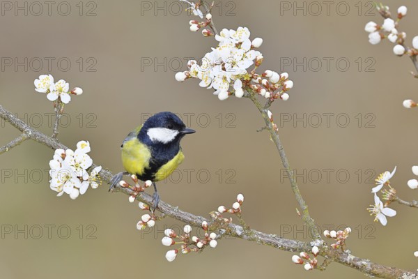 Great tit (Parus major), sitting on a blossoming branch of a cherry tree, spring, wildlife, Wilnsdorf, North Rhine-Westphalia, Germany