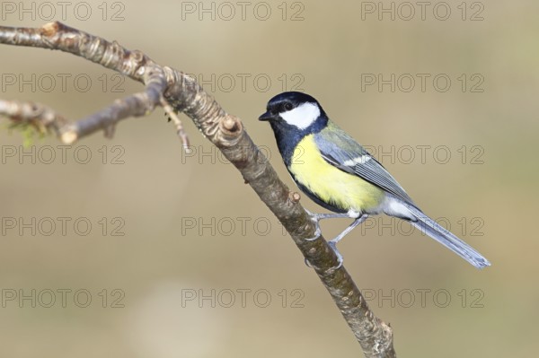 Great tit (Parus major), sitting on a branch, Wilnsdorf, North Rhine-Westphalia, Germany