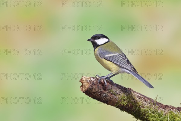 Great tit (Parus major), sitting on a branch covered with moss, Wilnsdorf, North Rhine-Westphalia, Germany