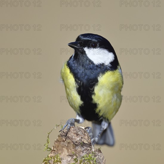 Great tit (Parus major), sitting on a moss-covered tree root, Wilnsdorf, North Rhine-Westphalia, Germany
