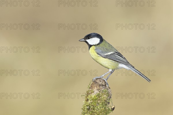 Great tit (Parus major), sitting on a moss-covered tree root, Wilnsdorf, North Rhine-Westphalia, Germany