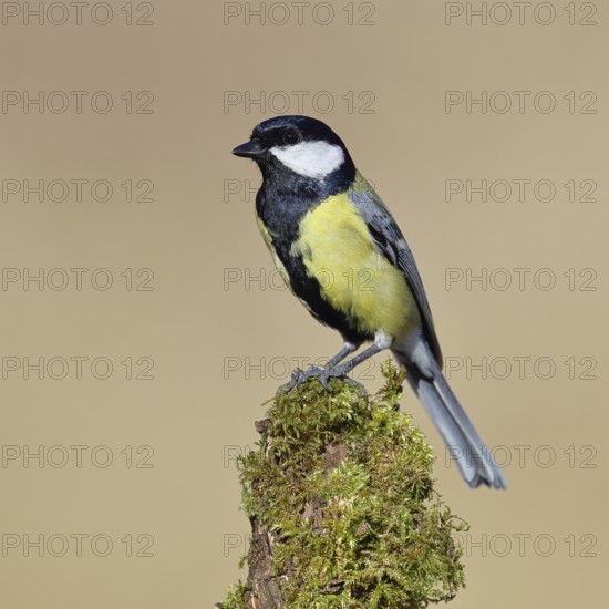 Great tit (Parus major), sitting on a moss-covered tree root, Wilnsdorf, North Rhine-Westphalia, Germany