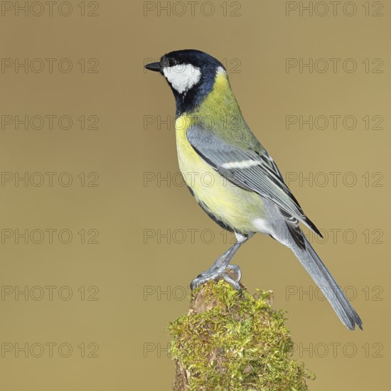 Great tit (Parus major), sitting on a moss-covered tree root, Wilnsdorf, North Rhine-Westphalia, Germany
