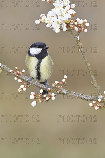 Great tit (Parus major), sitting on a blossoming branch of a cherry tree, spring, wildlife, Wilnsdorf, North Rhine-Westphalia, Germany