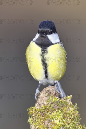 Great tit (Parus major), sitting on a moss-covered tree root, looking into the camera, Wilnsdorf, North Rhine-Westphalia, Germany