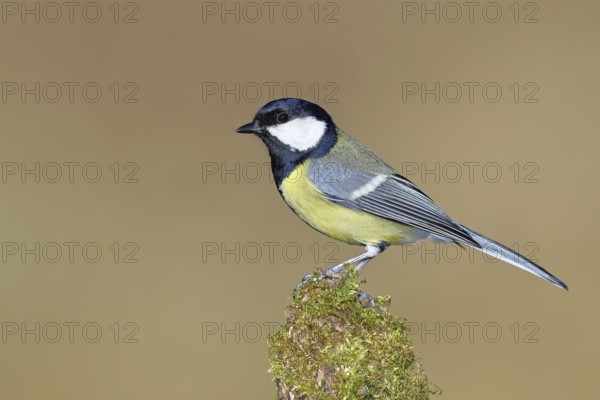 Great tit (Parus major), sitting on a moss-covered tree root, Wilnsdorf, North Rhine-Westphalia, Germany