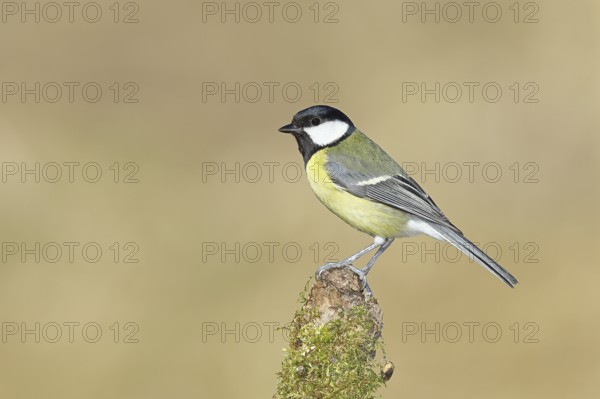 Great tit (Parus major), sitting on a moss-covered tree root, Wilnsdorf, North Rhine-Westphalia, Germany