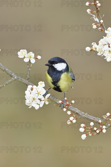 Great tit (Parus major), sitting on a blossoming branch of a cherry tree, spring, wildlife, Wilnsdorf, North Rhine-Westphalia, Germany