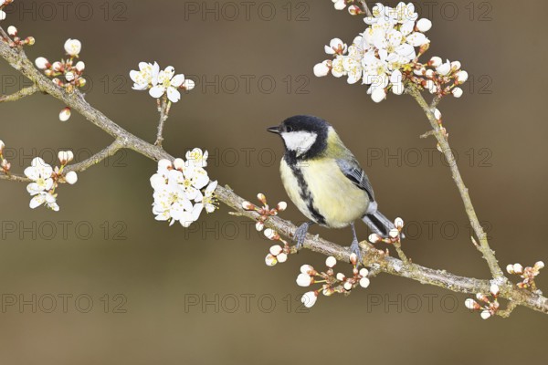 Great tit (Parus major), sitting on a blossoming branch of a cherry tree, spring, wildlife, Wilnsdorf, North Rhine-Westphalia, Germany