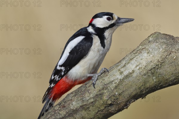 Great spotted woodpecker (Dendrocopos major), male, sitting on a branch, Wilnsdorf, North Rhine-Westphalia, Germany