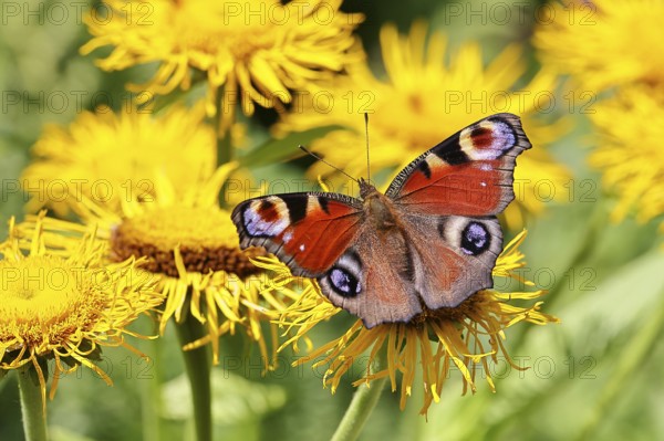 Peacock butterfly (Aglais io), on a yellow flower of a Great Telekie (Telekia speciosa), Wilnsdorf, North Rhine-Westphalia, Germany