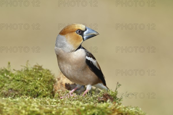 Hawfinch (Coccothraustes coccothraustes), male, sitting on a moss-covered tree stump, wildlife, colourful plumage, animals, finches, birds, Wilnsdorf, North Rhine-Westphalia, Germany