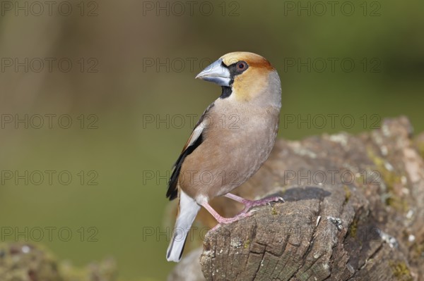 Hawfinch (Coccothraustes coccothraustes), male, sitting on dead wood, wildlife, colourful plumage, animals, finches, birds, Wilnsdorf, North Rhine-Westphalia, Germany