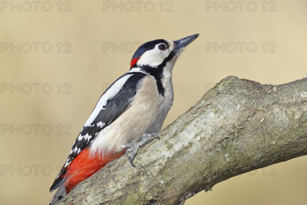 Great spotted woodpecker (Dendrocopos major), male, sitting on a branch, Wilnsdorf, North Rhine-Westphalia, Germany