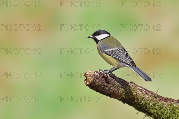 Great tit (Parus major), sitting on a branch covered with moss, Wilnsdorf, North Rhine-Westphalia, Germany