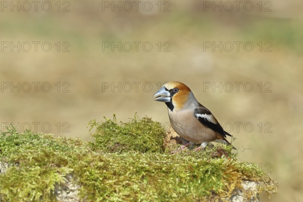 Hawfinch (Coccothraustes coccothraustes), male, sitting on a moss-covered tree stump, wildlife, colourful plumage, animals, finches, birds, Wilnsdorf, North Rhine-Westphalia, Germany