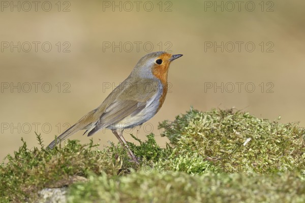 Robin (Erithacus rubecula), on mossy ground in the garden, Wilnsdorf, North Rhine-Westphalia, Germany