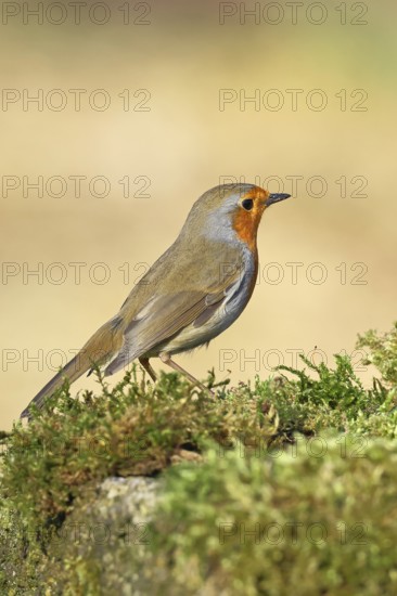 Robin (Erithacus rubecula), on mossy ground in the garden, Wilnsdorf, North Rhine-Westphalia, Germany