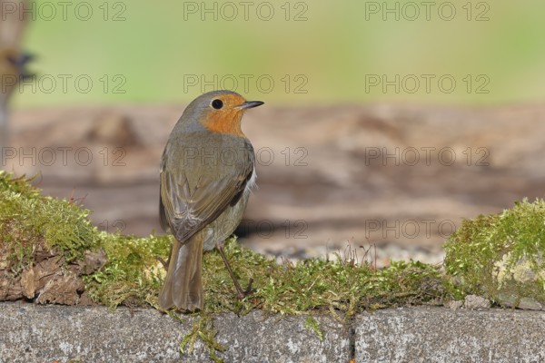Robin (Erithacus rubecula), on mossy ground in the garden, Wilnsdorf, North Rhine-Westphalia, Germany