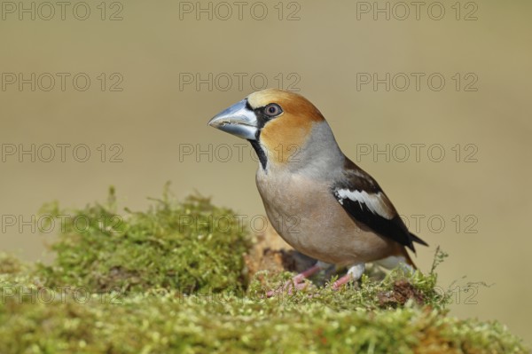 Hawfinch (Coccothraustes coccothraustes), male, sitting on a moss-covered tree stump, wildlife, colourful plumage, animals, finches, birds, Wilnsdorf, North Rhine-Westphalia, Germany