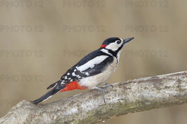 Great spotted woodpecker (Dendrocopos major), male, sitting on a branch, Wilnsdorf, North Rhine-Westphalia, Germany