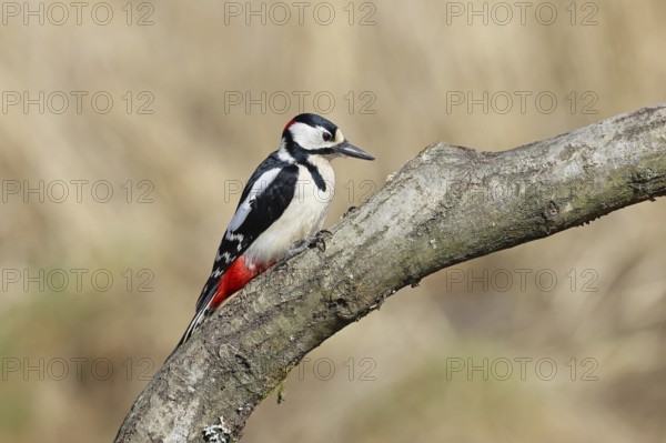 Great spotted woodpecker (Dendrocopos major), male, sitting on a branch, Wilnsdorf, North Rhine-Westphalia, Germany