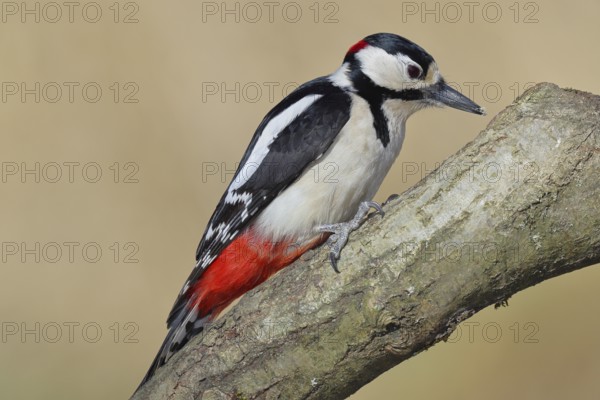 Great spotted woodpecker (Dendrocopos major), male, sitting on a branch, Wilnsdorf, North Rhine-Westphalia, Germany