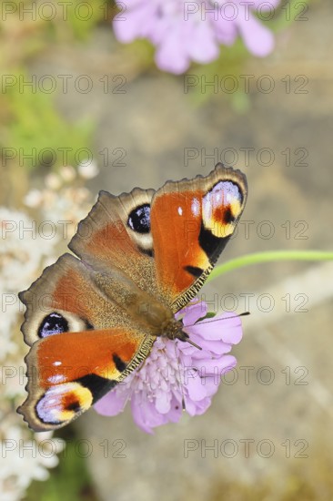 Peacock butterfly (Inachis io) sucking nectar on scabiosa, in a natural environment in the wild, close-up, wildlife, insects, butterflies, butterflies, Wilnsdorf, North Rhine-Westphalia, Germany