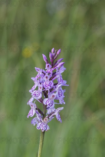 Moorland spotted orchid (Dactylorhiza maculata), inflorescence, close-up, Wilnsdorf, North Rhine-Westphalia, Germany