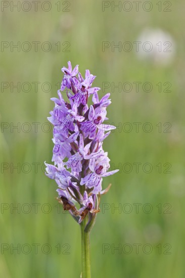 Moorland spotted orchid (Dactylorhiza maculata), inflorescence, close-up, Wilnsdorf, North Rhine-Westphalia, Germany