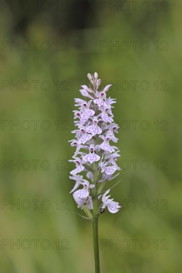 Moorland spotted orchid (Dactylorhiza maculata), inflorescence, close-up, Wilnsdorf, North Rhine-Westphalia, Germany