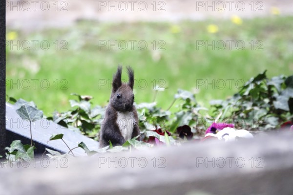 Squirrel, April, Germany