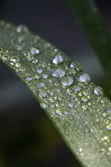 Drops of water on a leaf, June, Germany