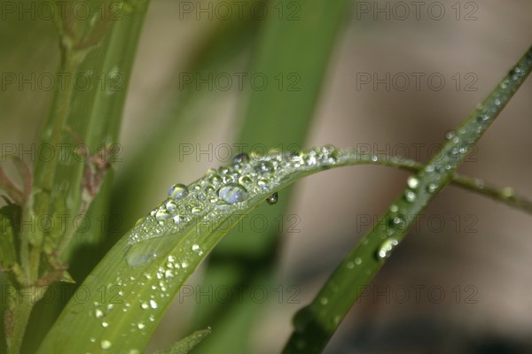 Drops of water on a leaf, June, Germany