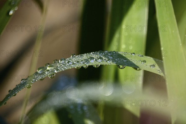 Drops of water on a leaf, June, Germany