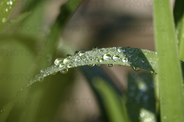 Drops of water on a leaf, June, Germany