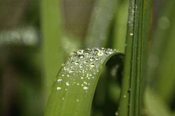 Drops of water on a leaf, June, Germany