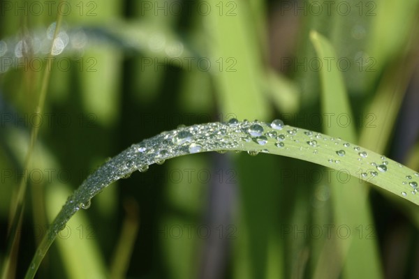 Drops of water on a leaf, June, Germany