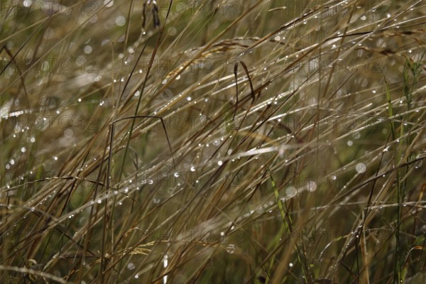 Grasses in the garden with water droplets, Germany