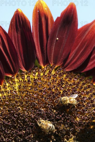 Red sunflower with bees, July, Germany