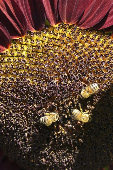 Red sunflower with bees, July, Germany