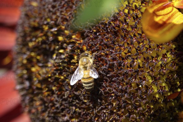 Red sunflower with bee, July, Germany