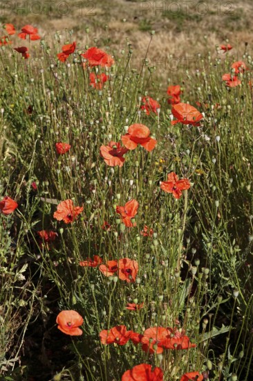 Poppies, July, Germany