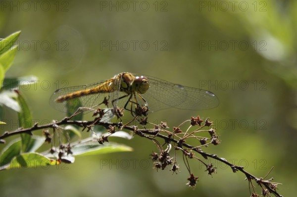 Dragonfly on a branch, July, Germany