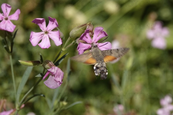 Dove tail in flight, July, Germany