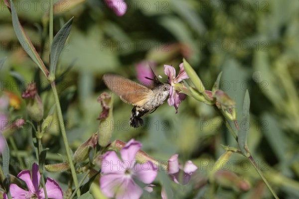 Dove tail in flight, July, Germany